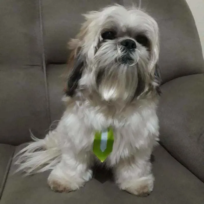 Cachorro ra a Shitsu  idade 4 anos nome Luk