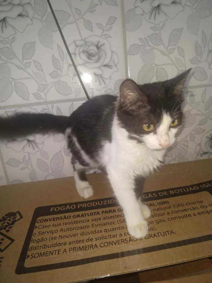 Gato ra a Siamês misturado idade 2 a 6 meses nome Frajola