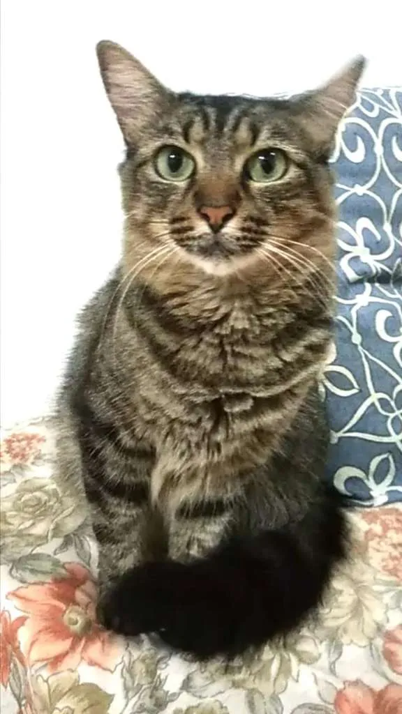 Gato ra a SRD  idade 2 anos nome TAYGA