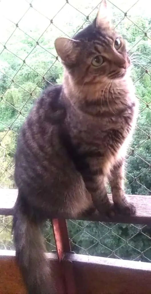 Gato ra a SRD  idade 2 anos nome TAYGA