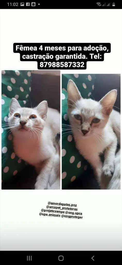 Gato ra a Sem raça  idade 2 a 6 meses nome Leite