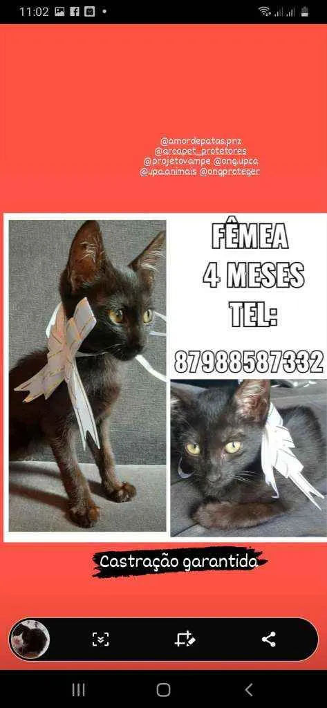 Gato ra a Sem raça  idade 2 a 6 meses nome Cafe