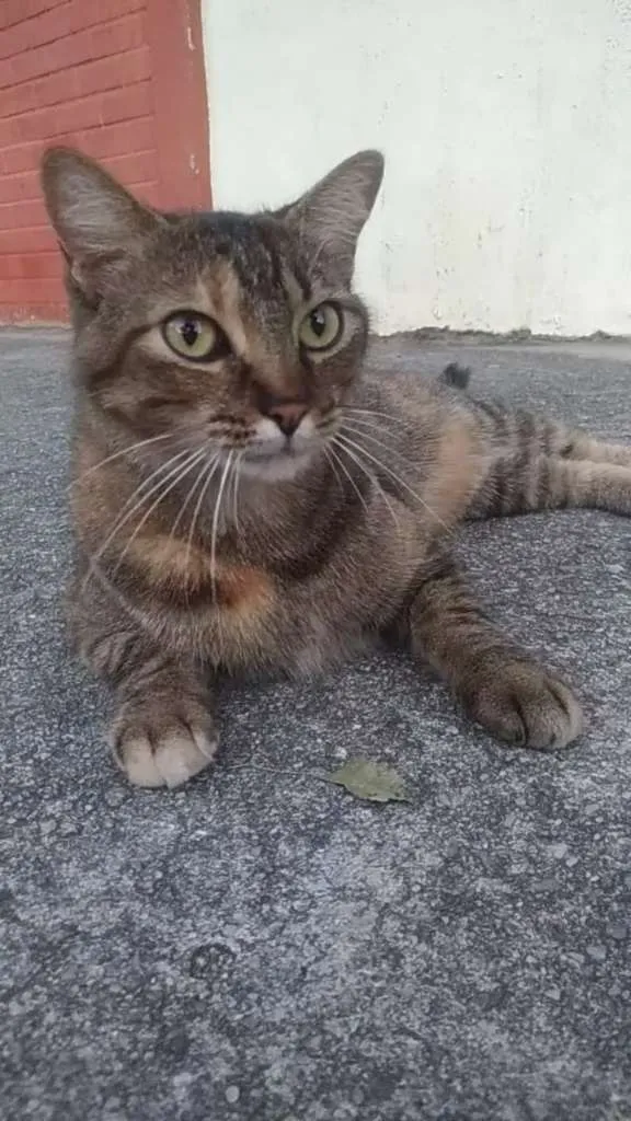 Gato ra a SRD  idade 3 anos nome JULLY