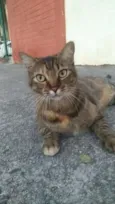 JULLY