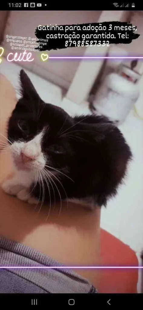 Gato ra a Sem raça  idade 2 a 6 meses nome Lua