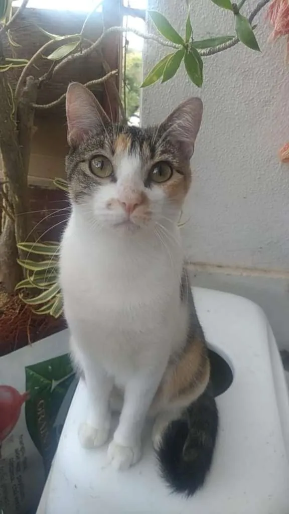 Gato ra a SRD  idade 1 ano nome NALA