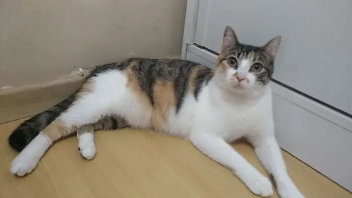 Gato ra a SRD  idade 1 ano nome NALA