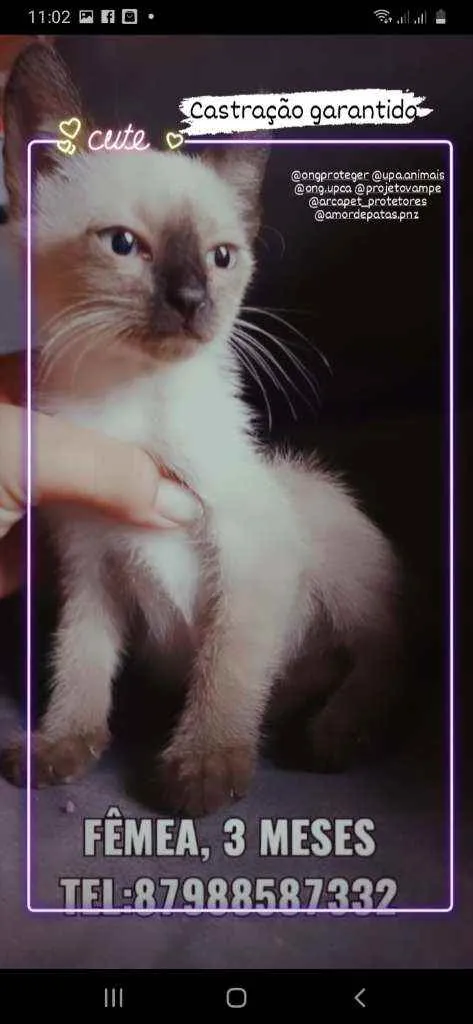 Gato ra a Sem raça  idade 2 a 6 meses nome Sagwa