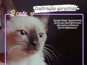 Gato raça Sem raça  idade 2 a 6 meses nome Sagwa