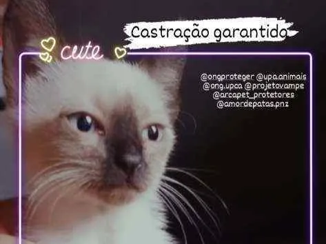 Gato ra a Sem raça  idade 2 a 6 meses nome Sagwa