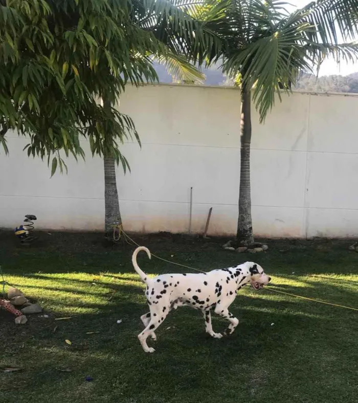 Cachorro raça Dálmata  idade 1 ano nome Bingo 