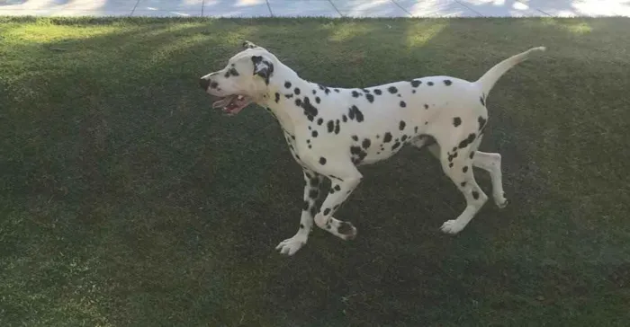 Cachorro raça Dálmata  idade 1 ano nome Bingo 