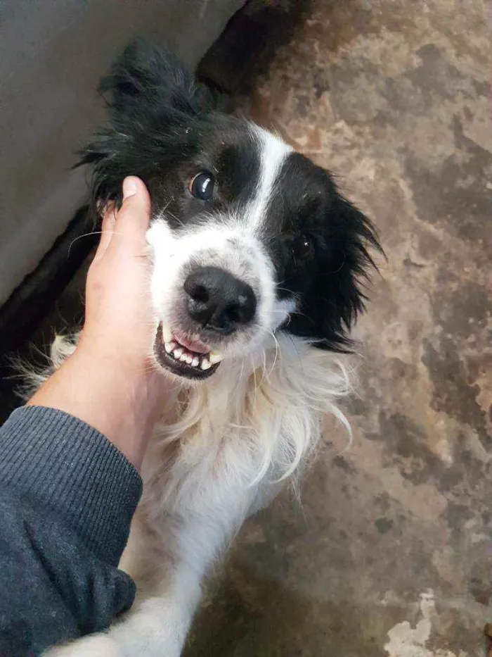 Cachorro ra a SRD idade 4 anos nome Toby (Castrado)