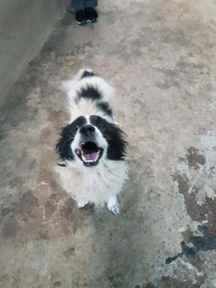 Cachorro ra a SRD idade 4 anos nome Toby (Castrado)