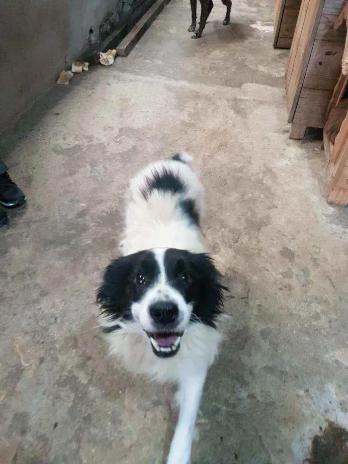 Cachorro ra a SRD idade 4 anos nome Toby (Castrado)