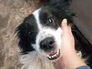 Cachorro raça SRD idade 4 anos nome Toby (Castrado)