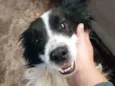 Toby (Castrado)