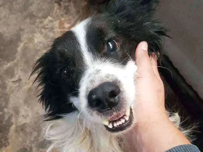 Cachorro ra a SRD idade 4 anos nome Toby (Castrado)