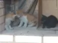 Não tem