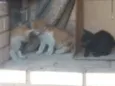 Não tem