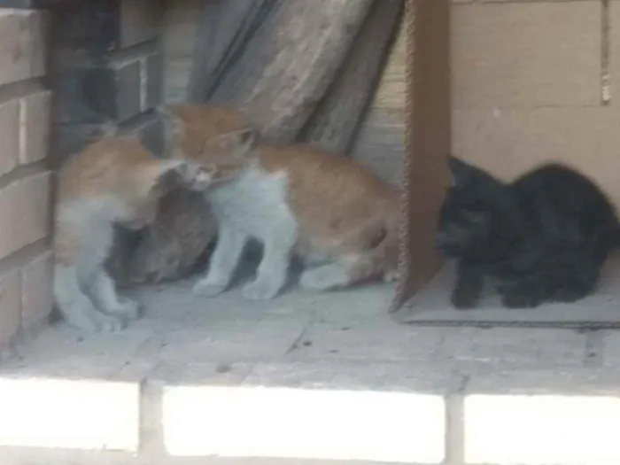 Gato raça  idade Abaixo de 2 meses nome Não tem