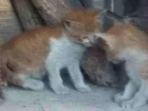 Gato raça  idade Abaixo de 2 meses nome Não tem