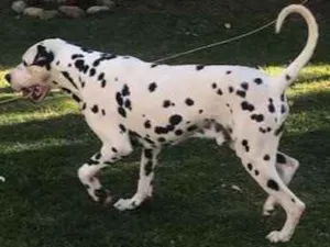 Cachorro raça Dálmata  idade 1 ano nome Bingo 