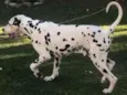 Bingo