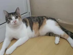 Gato raça SRD  idade 1 ano nome NALA