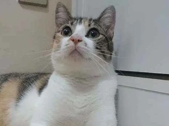 Gato ra a SRD  idade 1 ano nome NALA