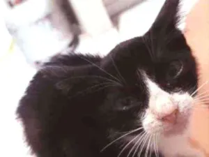 Gato raça Sem raça  idade 2 a 6 meses nome Lua