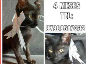 Gato raça Sem raça  idade 2 a 6 meses nome Cafe