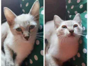Gato raça Sem raça  idade 2 a 6 meses nome Leite