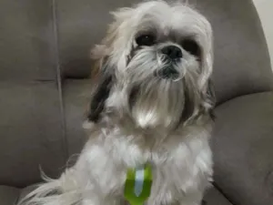 Cachorro raça Shitsu  idade 4 anos nome Luk