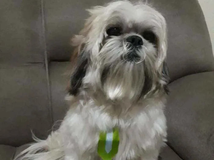 Cachorro ra a Shitsu  idade 4 anos nome Luk