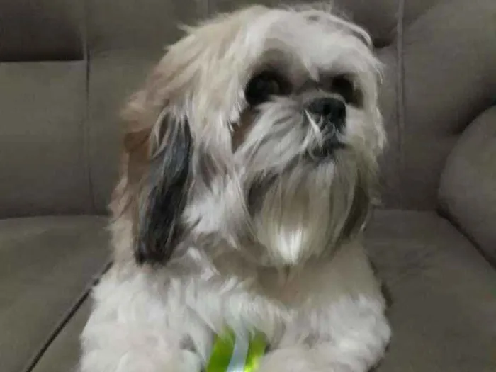 Cachorro ra a Shitsu  idade 4 anos nome Luk