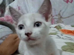 Gato raça Mistura idade 2 a 6 meses nome Meg