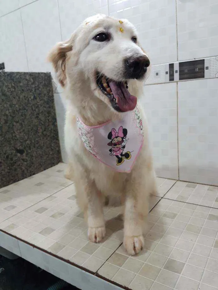 Cachorro ra a SRD idade 6 ou mais anos nome Branca (Castrada)
