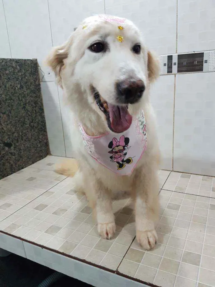 Cachorro ra a SRD idade 6 ou mais anos nome Branca (Castrada)
