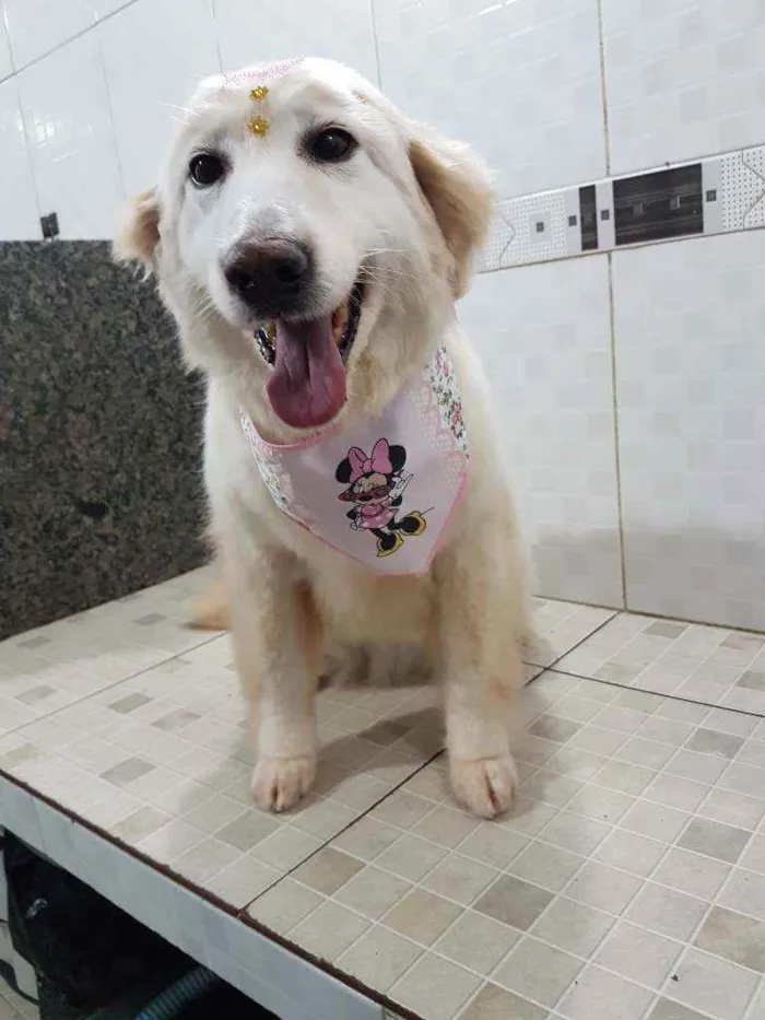 Cachorro ra a SRD idade 6 ou mais anos nome Branca (Castrada)