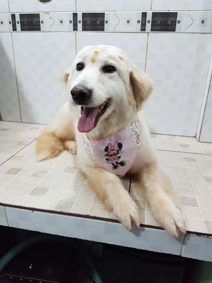 Cachorro ra a SRD idade 6 ou mais anos nome Branca (Castrada)