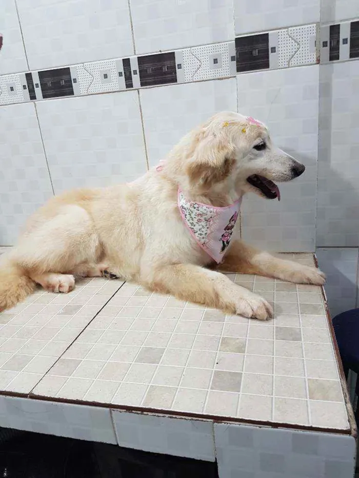 Cachorro ra a SRD idade 6 ou mais anos nome Branca (Castrada)