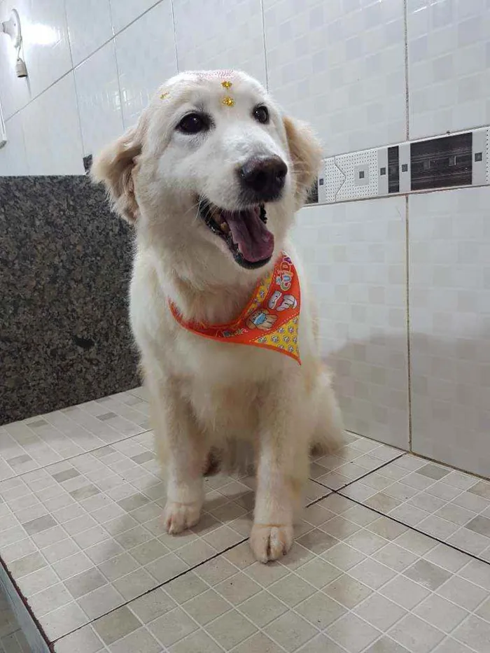 Cachorro ra a SRD idade 6 ou mais anos nome Branca (Castrada)