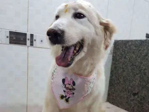 Cachorro raça SRD idade 6 ou mais anos nome Branca (Castrada)