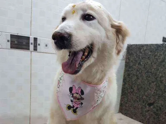 Cachorro ra a SRD idade 6 ou mais anos nome Branca (Castrada)