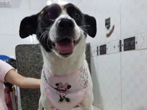 Cachorro raça SRD idade 3 anos nome Pérola (Castrada)