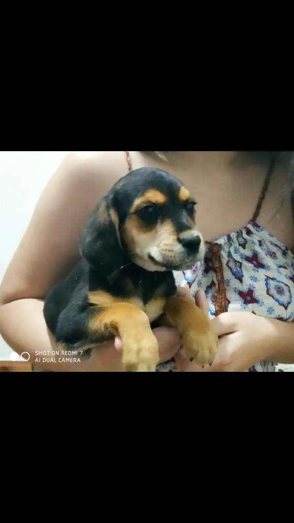 Cachorro ra a Beagle idade 2 a 6 meses nome Yufi