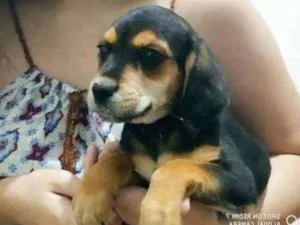Cachorro raça Beagle idade 2 a 6 meses nome Yufi