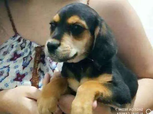 Cachorro ra a Beagle idade 2 a 6 meses nome Yufi