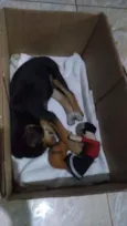 Yufi